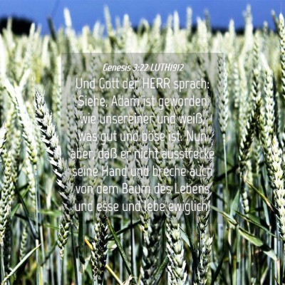 Picture 04 - Genesis 3:22 LUTH1912 - Und Gott der HERR sprach: Siehe, Adam ist - Bible Verse Picture
