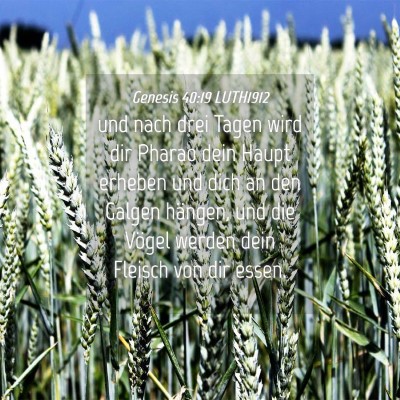 Picture 04 - Genesis 40:19 LUTH1912 - und nach drei Tagen wird dir Pharao dein Haupt - Bible Verse Picture