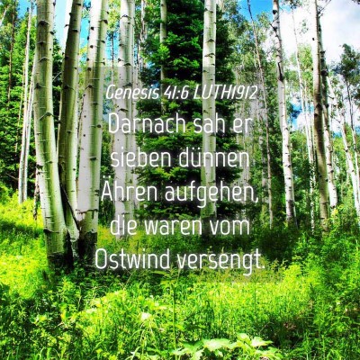 Picture 04 - Genesis 41:6 LUTH1912 - Darnach sah er sieben dünnen Ähren aufgehen, - Bible Verse Picture