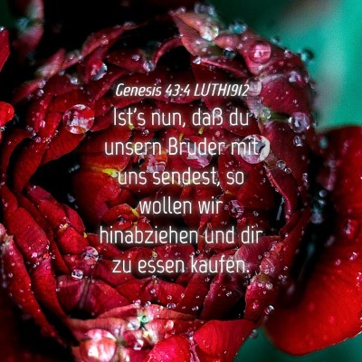 Picture 04 - Genesis 43:4 LUTH1912 - Ist's nun, daß du unsern Bruder mit uns sendest, - Bible Verse Picture