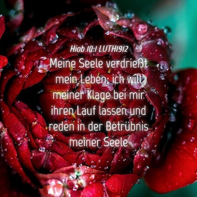 Picture 04 - Hiob 10:1 LUTH1912 - Meine Seele verdrießt mein Leben; ich will - Bible Verse Picture