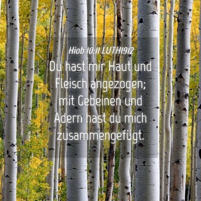 Picture 04 - Hiob 10:11 LUTH1912 - Du hast mir Haut und Fleisch angezogen; mit - Bible Verse Picture
