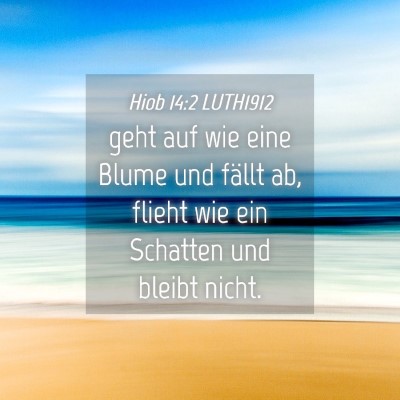 Picture 04 - Hiob 14:2 LUTH1912 - geht auf wie eine Blume und fällt ab, flieht wie - Bible Verse Picture
