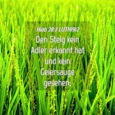 Picture 04 - Hiob 28:7 LUTH1912 - Den Steig kein Adler erkannt hat und kein - Bible Verse Picture