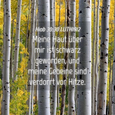 Picture 04 - Hiob 30:30 LUTH1912 - Meine Haut über mir ist schwarz geworden, und - Bible Verse Picture