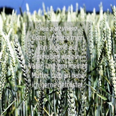 Picture 04 - Hiob 31:18 LUTH1912 - Denn ich habe mich von Jugend auf gehalten wie - Bible Verse Picture