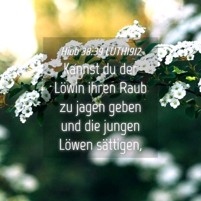 Picture 04 - Hiob 38:39 LUTH1912 - Kannst du der Löwin ihren Raub zu jagen geben - Bible Verse Picture