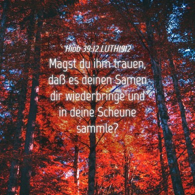 Picture 04 - Hiob 39:12 LUTH1912 - Magst du ihm trauen, daß es deinen Samen dir - Bible Verse Picture