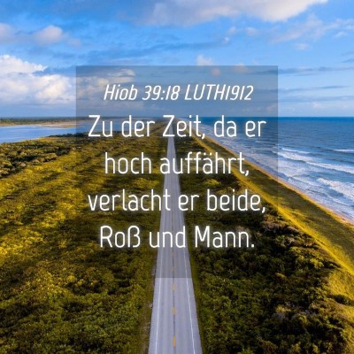 Picture 04 - Hiob 39:18 LUTH1912 - Zu der Zeit, da er hoch auffährt, verlacht er - Bible Verse Picture