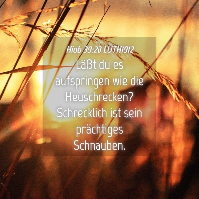 Picture 04 - Hiob 39:20 LUTH1912 - Läßt du es aufspringen wie die Heuschrecken? - Bible Verse Picture