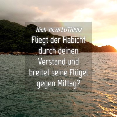 Picture 04 - Hiob 39:26 LUTH1912 - Fliegt der Habicht durch deinen Verstand und - Bible Verse Picture
