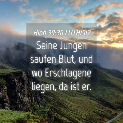 Picture 04 - Hiob 39:30 LUTH1912 - Seine Jungen saufen Blut, und wo Erschlagene - Bible Verse Picture