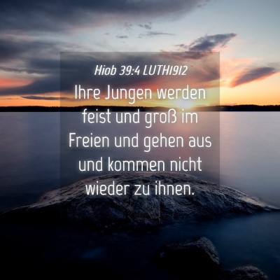 Picture 04 - Hiob 39:4 LUTH1912 - Ihre Jungen werden feist und groß im Freien und - Bible Verse Picture