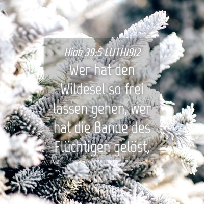 Picture 04 - Hiob 39:5 LUTH1912 - Wer hat den Wildesel so frei lassen gehen, wer - Bible Verse Picture