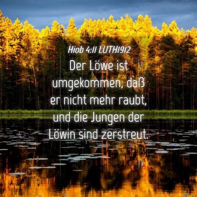 Picture 04 - Hiob 4:11 LUTH1912 - Der Löwe ist umgekommen, daß er nicht mehr - Bible Verse Picture