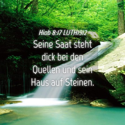 Picture 04 - Hiob 8:17 LUTH1912 - Seine Saat steht dick bei den Quellen und sein - Bible Verse Picture