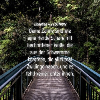 Picture 04 - Hohelied 4:2 LUTH1912 - Deine Zähne sind wie eine Herde Schafe mit - Bible Verse Picture