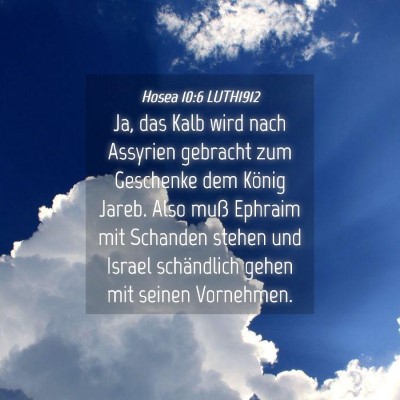 Picture 04 - Hosea 10:6 LUTH1912 - Ja, das Kalb wird nach Assyrien gebracht zum - Bible Verse Picture