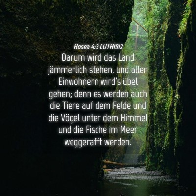 Picture 04 - Hosea 4:3 LUTH1912 - Darum wird das Land jämmerlich stehen, und allen - Bible Verse Picture