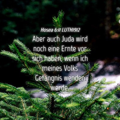 Picture 04 - Hosea 6:11 LUTH1912 - Aber auch Juda wird noch eine Ernte vor sich - Bible Verse Picture