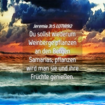 Picture 04 - Jeremia 31:5 LUTH1912 - Du sollst wiederum Weinberge pflanzen an den - Bible Verse Picture