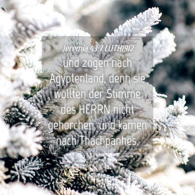 Picture 04 - Jeremia 43:7 LUTH1912 - und zogen nach Ägyptenland, denn sie wollten der - Bible Verse Picture