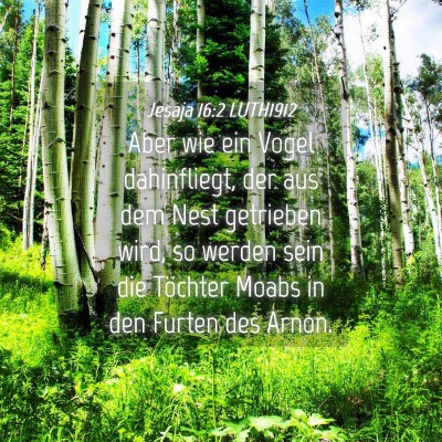 Picture 04 - Jesaja 16:2 LUTH1912 - Aber wie ein Vogel dahinfliegt, der aus dem Nest - Bible Verse Picture