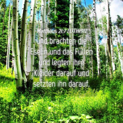 Picture 04 - Matthäus 21:7 LUTH1912 - und brachten die Eselin und das Füllen und - Bible Verse Picture