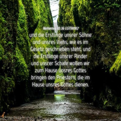 Picture 04 - Nehemia 10:36 LUTH1912 - und die Erstlinge unsrer Söhne und unsres Viehs, - Bible Verse Picture