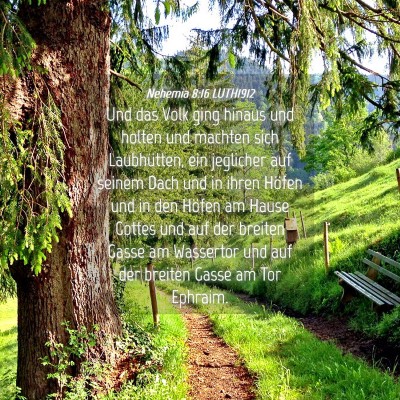 Picture 04 - Nehemia 8:16 LUTH1912 - Und das Volk ging hinaus und holten und machten - Bible Verse Picture