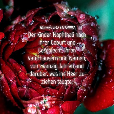 Picture 04 - Numeri 1:42 LUTH1912 - Der Kinder Naphthali nach ihrer Geburt und - Bible Verse Picture