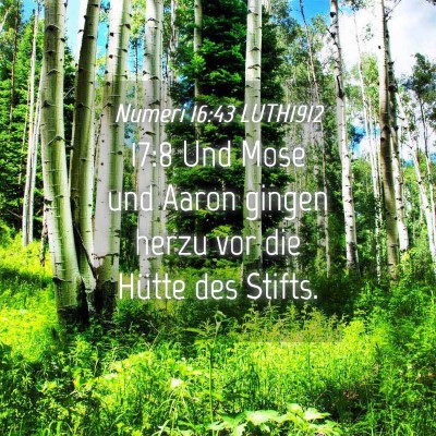 Picture 04 - Numeri 16:43 LUTH1912 - 17:8 Und Mose und Aaron gingen herzu vor die - Bible Verse Picture