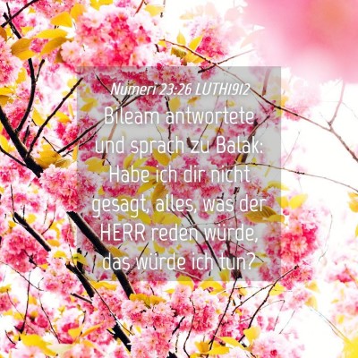Picture 04 - Numeri 23:26 LUTH1912 - Bileam antwortete und sprach zu Balak: Habe ich - Bible Verse Picture