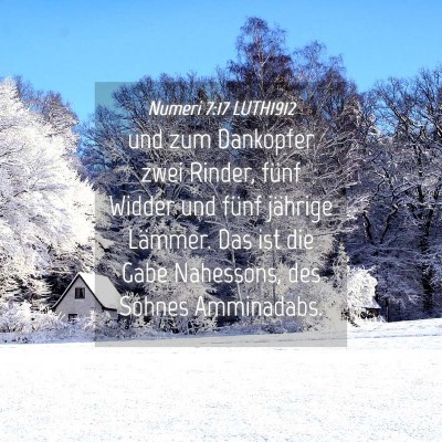 Picture 04 - Numeri 7:17 LUTH1912 - und zum Dankopfer zwei Rinder, fünf Widder und - Bible Verse Picture