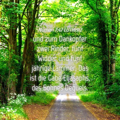 Picture 04 - Numeri 7:47 LUTH1912 - und zum Dankopfer zwei Rinder, fünf Widder und - Bible Verse Picture