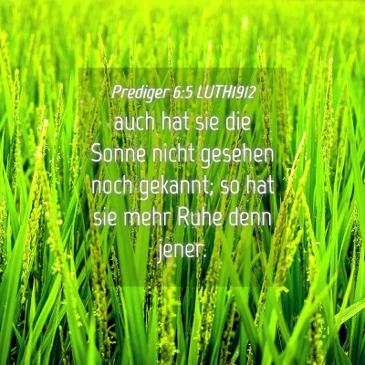 Picture 04 - Prediger 6:5 LUTH1912 - auch hat sie die Sonne nicht gesehen noch - Bible Verse Picture