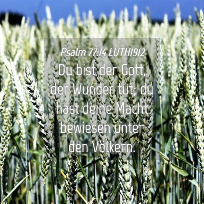 Picture 04 - Psalm 77:14 LUTH1912 - Du bist der Gott, der Wunder tut; du hast deine - Bible Verse Picture