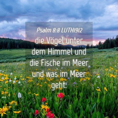 Picture 04 - Psalm 8:8 LUTH1912 - die Vögel unter dem Himmel und die Fische im - Bible Verse Picture