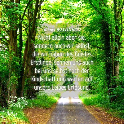 Picture 04 - Römer 8:23 LUTH1912 - Nicht allein aber sie, sondern auch wir selbst, - Bible Verse Picture