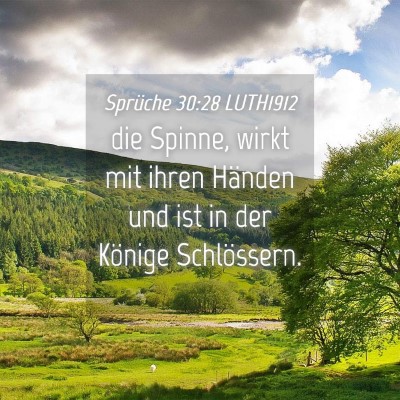 Picture 04 - Sprüche 30:28 LUTH1912 - die Spinne, wirkt mit ihren Händen und ist in - Bible Verse Picture