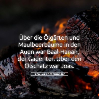 Picture 05 - 1 Chronik 27:28 LUTH1912 - Über die Ölgärten und Maulbeerbäume in den - Bible Verse Picture