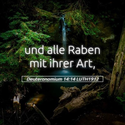Picture 05 - Deuteronomium 14:14 LUTH1912 - und alle Raben mit ihrer - Bible Verse Picture