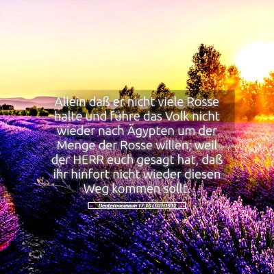 Picture 05 - Deuteronomium 17:16 LUTH1912 - Allein daß er nicht viele Rosse halte und führe - Bible Verse Picture