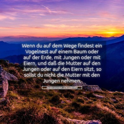Picture 05 - Deuteronomium 22:6 LUTH1912 - Wenn du auf dem Wege findest ein Vogelnest auf - Bible Verse Picture
