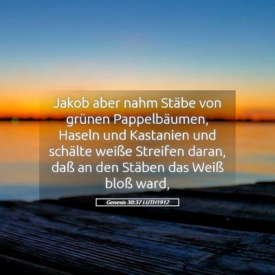 Picture 05 - Genesis 30:37 LUTH1912 - Jakob aber nahm Stäbe von grünen Pappelbäumen, - Bible Verse Picture
