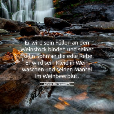 Picture 05 - Genesis 49:11 LUTH1912 - Er wird sein Füllen an den Weinstock binden und - Bible Verse Picture