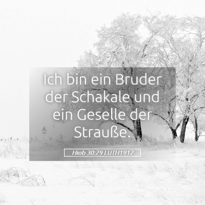 Picture 05 - Hiob 30:29 LUTH1912 - Ich bin ein Bruder der Schakale und ein Geselle - Bible Verse Picture