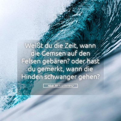 Picture 05 - Hiob 39:1 LUTH1912 - Weißt du die Zeit, wann die Gemsen auf den - Bible Verse Picture