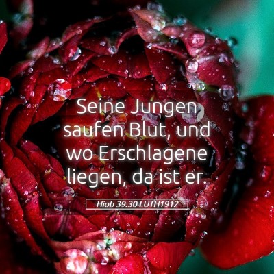Picture 05 - Hiob 39:30 LUTH1912 - Seine Jungen saufen Blut, und wo Erschlagene - Bible Verse Picture