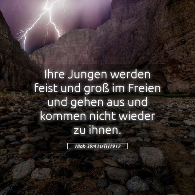 Picture 05 - Hiob 39:4 LUTH1912 - Ihre Jungen werden feist und groß im Freien und - Bible Verse Picture